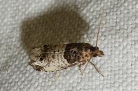 Notocelia incarnatana