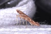 Pyroderces argyrogrammos