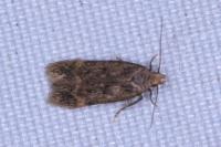 Bryotropha senectella