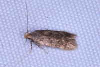 Bryotropha senectella