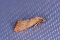 Cochylis roseana