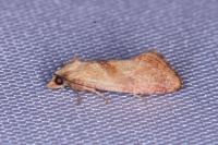 Cochylis roseana