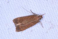 Helcystogramma lutatella