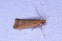 Helcystogramma lutatella