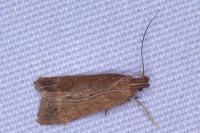 Helcystogramma lutatella