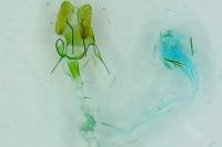 Epagoge grotiana