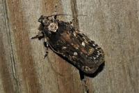 Depressaria