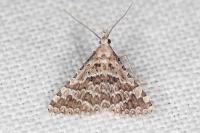 Alucita palodactyla