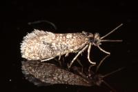 Bankesia desplatsella