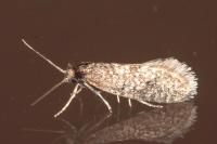 Bankesia desplatsella
