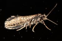 Bankesia desplatsella