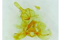 Archips xylosteana