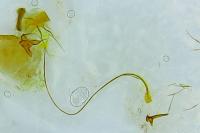 Archips xylosteana