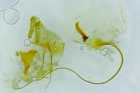 Archips crataegana
