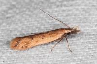 Dichomeris acuminata