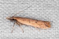 Dichomeris acuminata