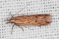 Dichomeris acuminata