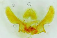 Ancylis achatana