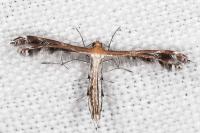 Stangeia siceliota