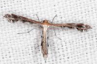 Stangeia siceliota