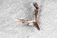 Stangeia siceliota