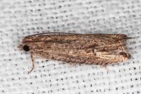 Bactra venosana
