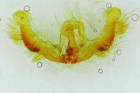 Zeiraphera isertana