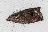 Cydia splendana
