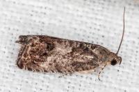 Cydia splendana