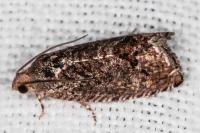 Cydia splendana