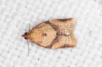 Clepsis consimilana