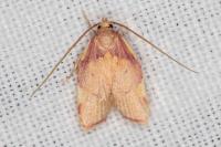 Carcina quercana
