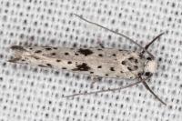 Yponomeuta plumbella