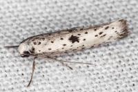 Yponomeuta plumbella