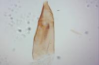 Oxypteryx unicolorella