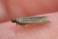 Oxypteryx unicolorella