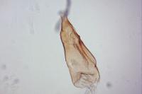 Oxypteryx unicolorella