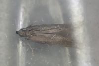 Monochroa tenebrella