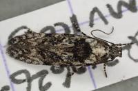 Carpatolechia decorella