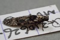 Carpatolechia decorella