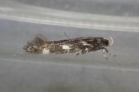 Eteobalea anonymella