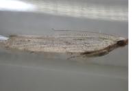 Anarsia spartiella