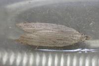 Anarsia spartiella