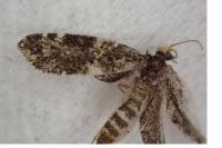 Diplodoma laichartingella