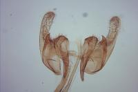 Diplodoma laichartingella