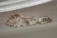 Nemapogon gliriellus