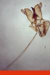 Nemapogon gliriellus