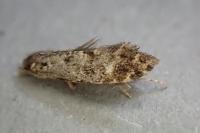 Nemapogon ruricolellus