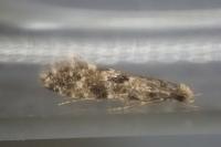 Nemapogon ruricolellus