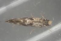 Nemapogon ruricolellus